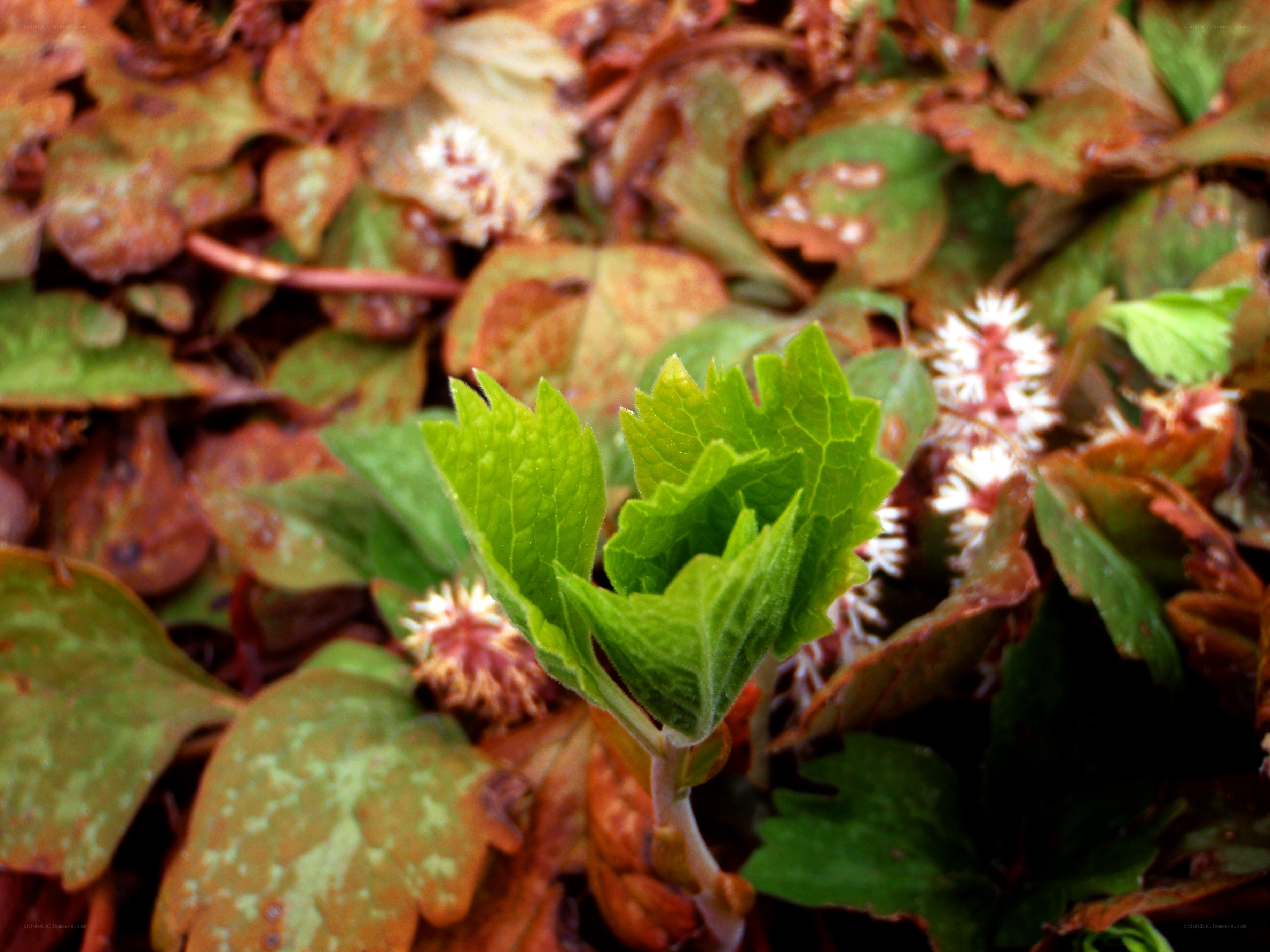 green plant sprouting among leaves