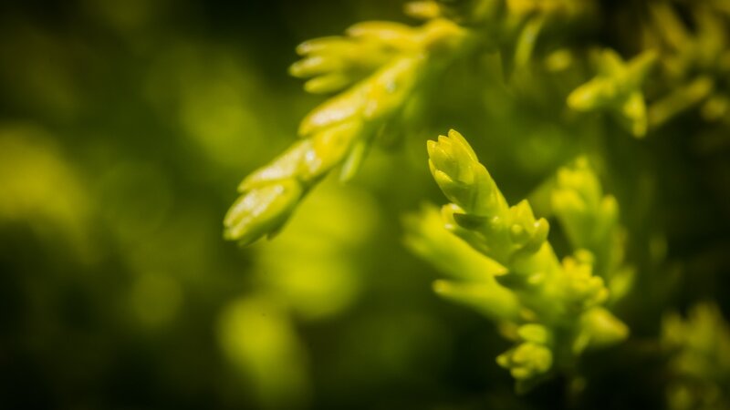 Green Plant Sprouts — Calm