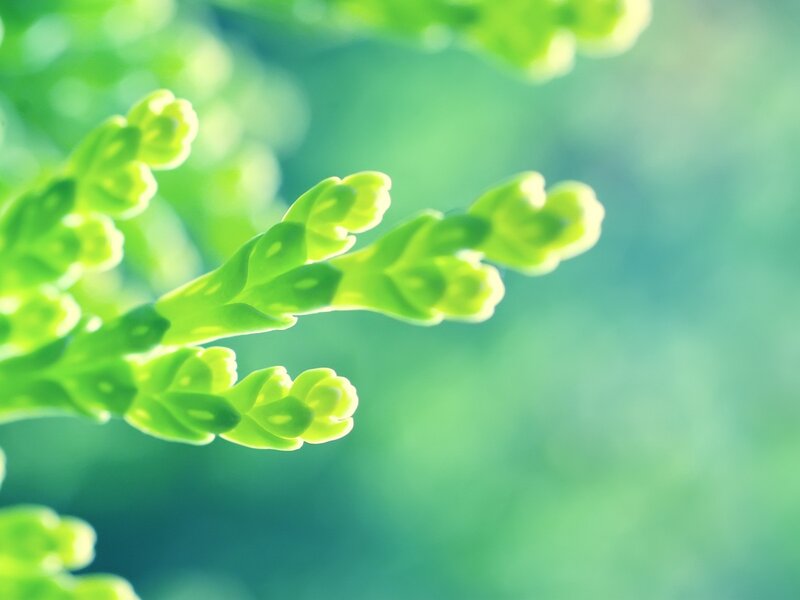 Green Plant Sprouts — Serene, Morning