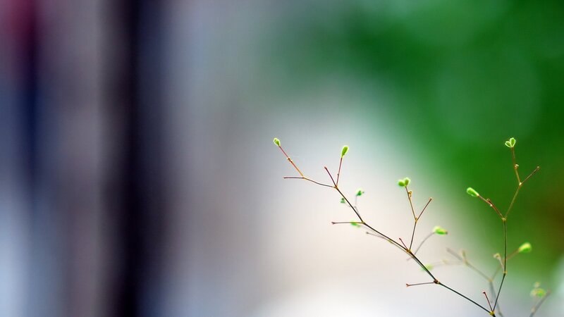 Green Plant Sprouts — Serene, Photograph