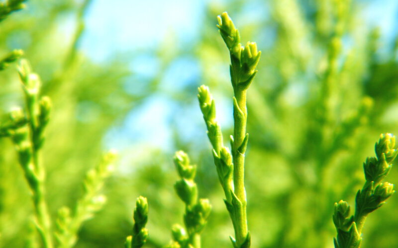 Green Plant Sprouts — Serene