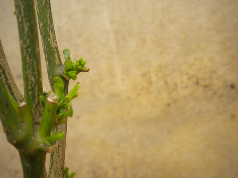 Green Plant Sprouts