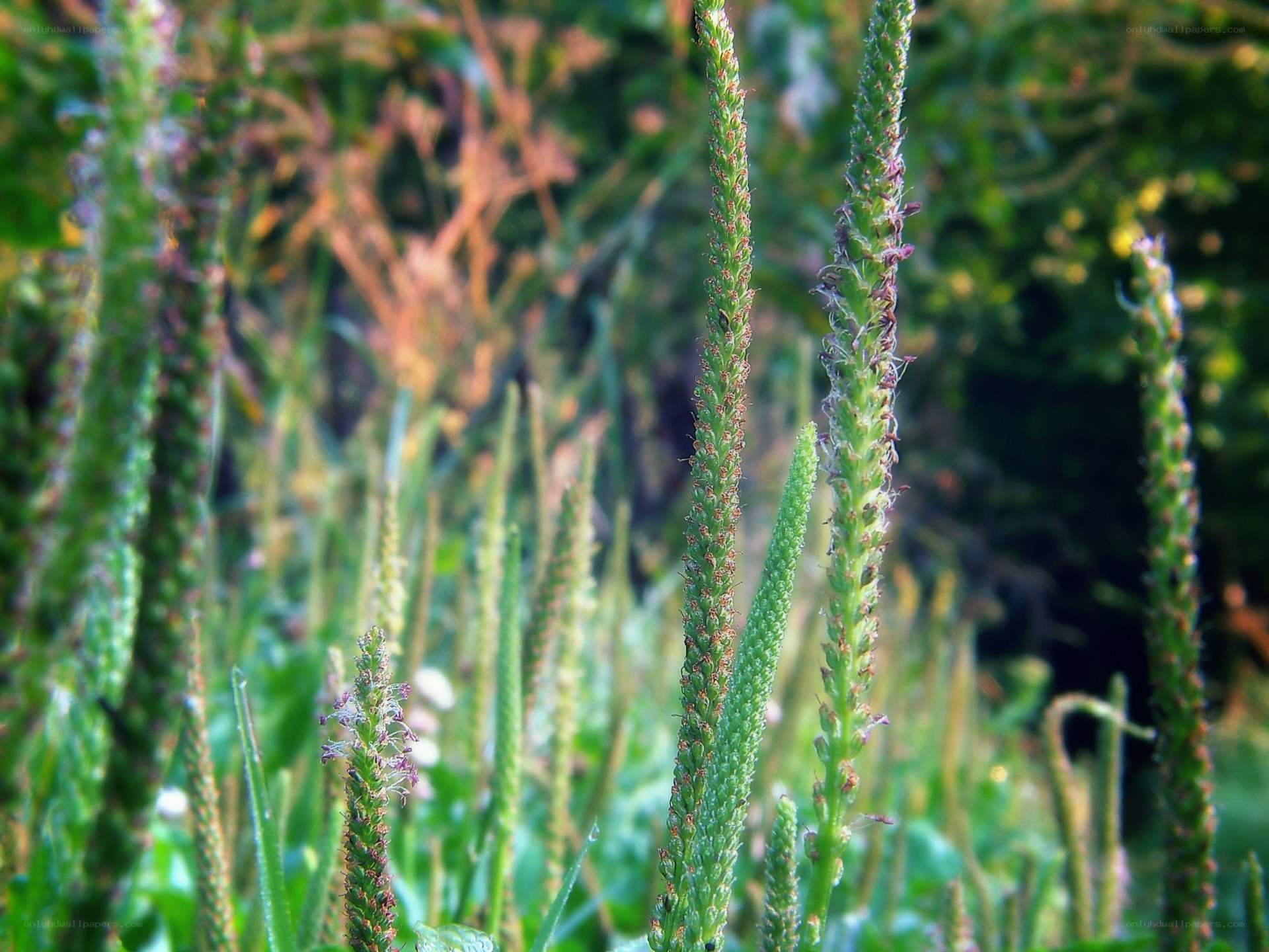 green plant stalks in field