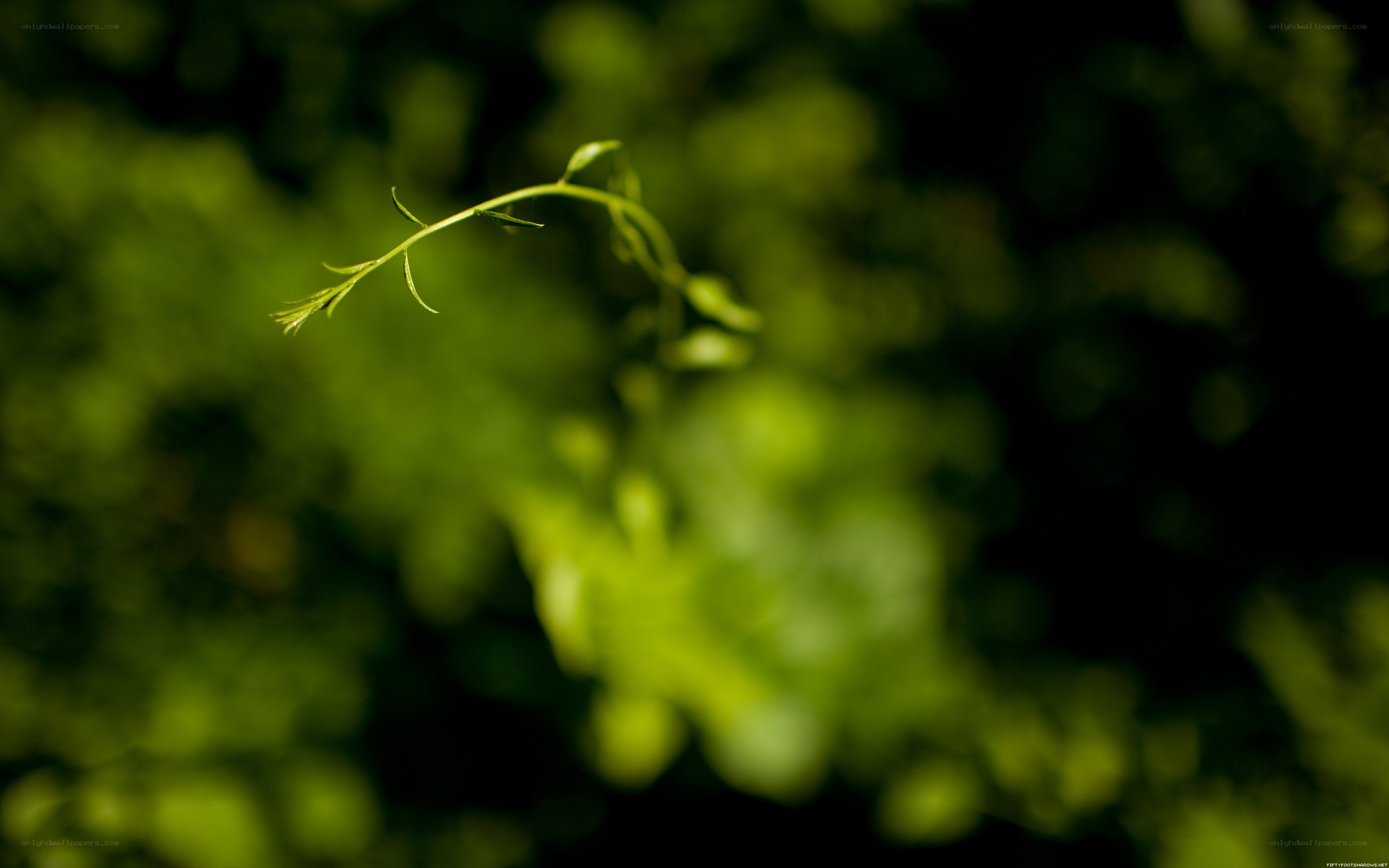 green plant stem in focus