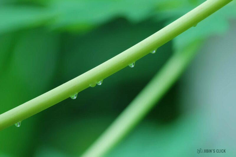 Green Plant Stem