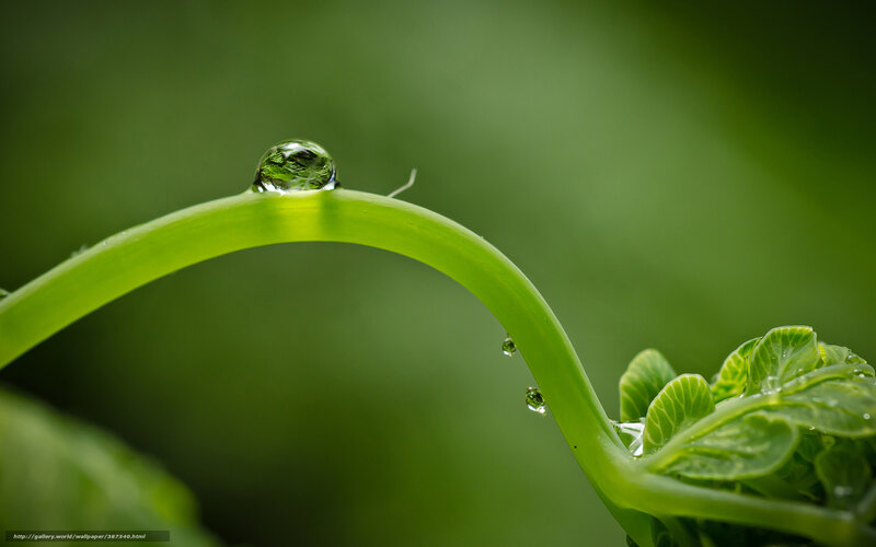 Green Plant Stem with Water Droplet