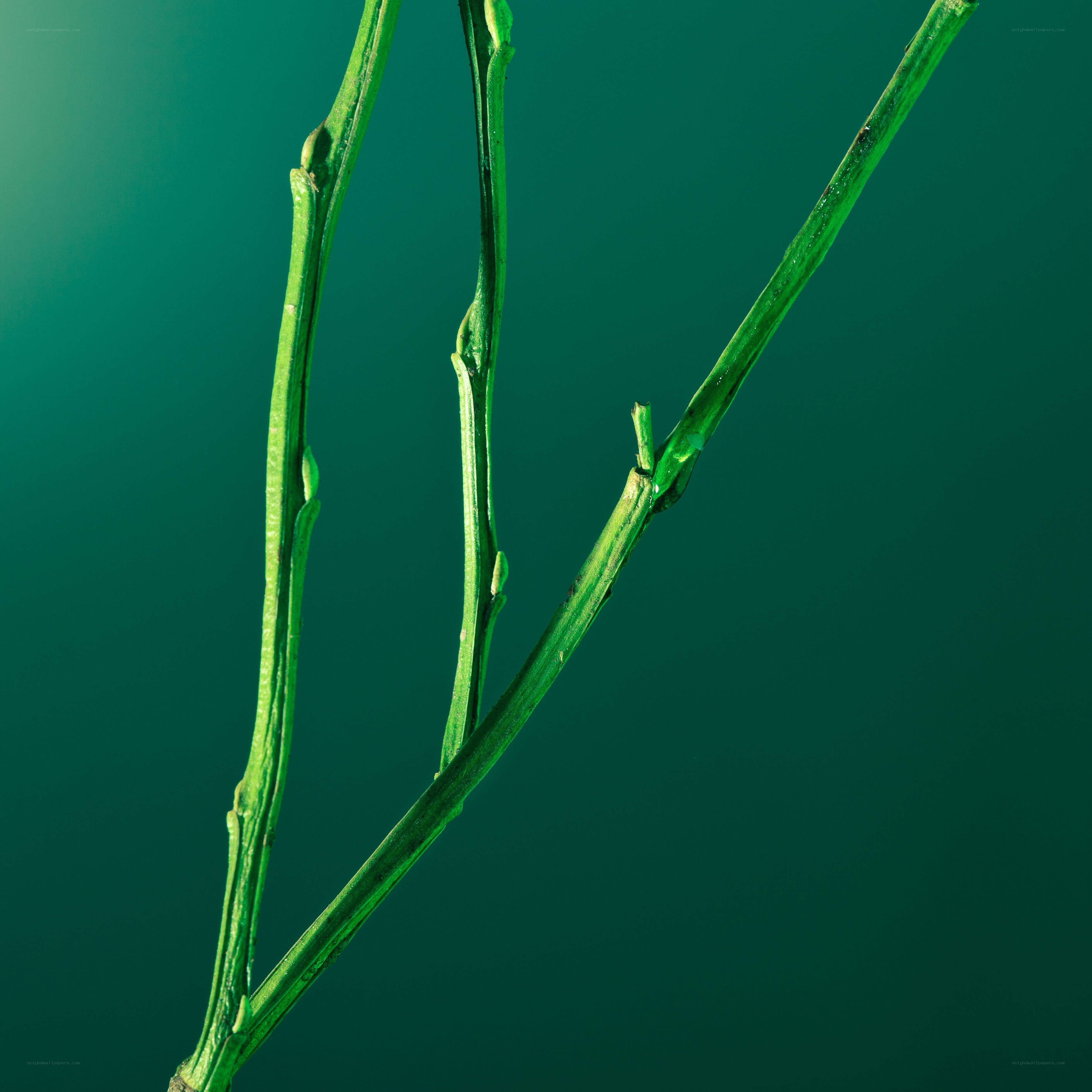 green plant stems close-up