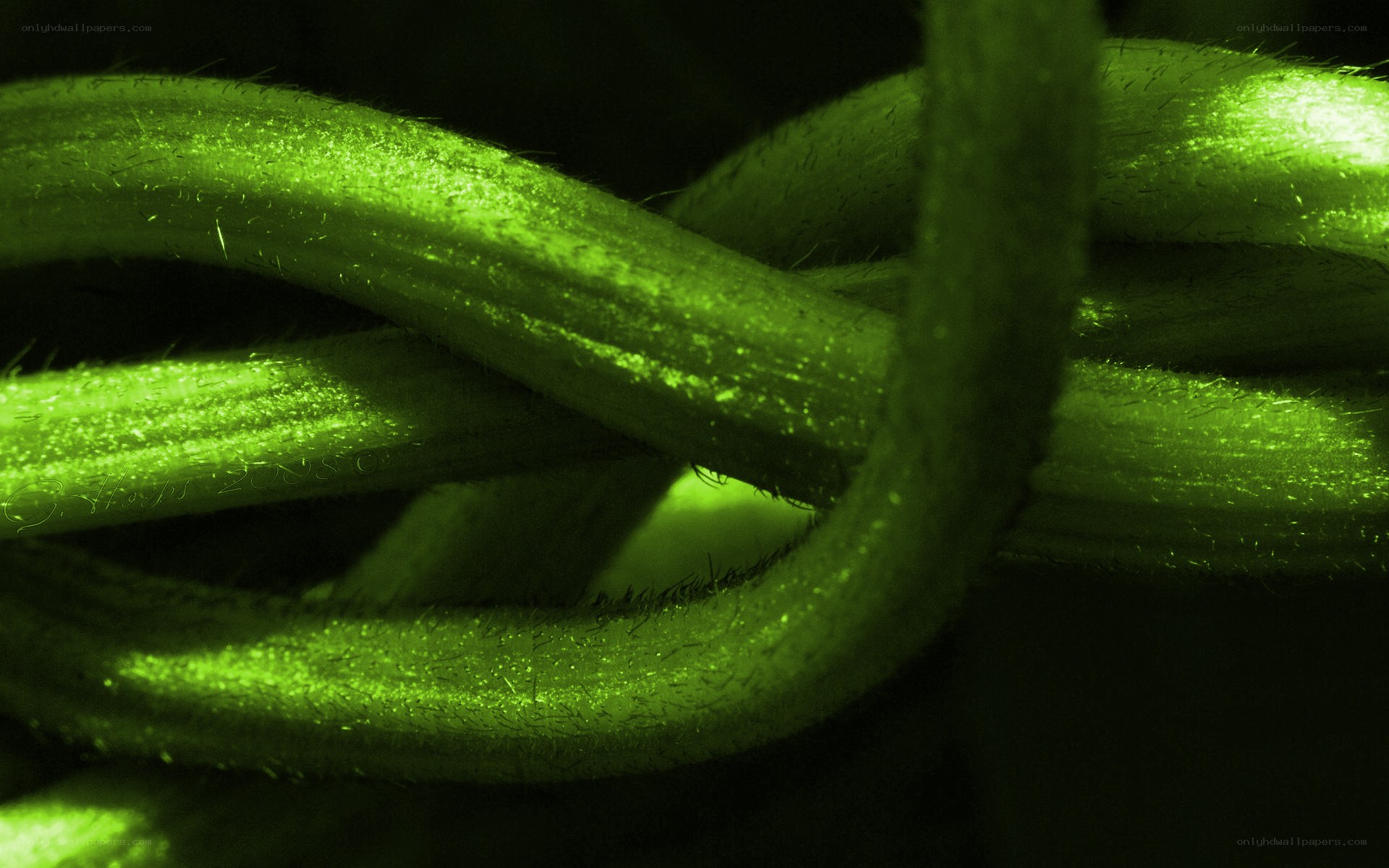 green plant stems in close-up