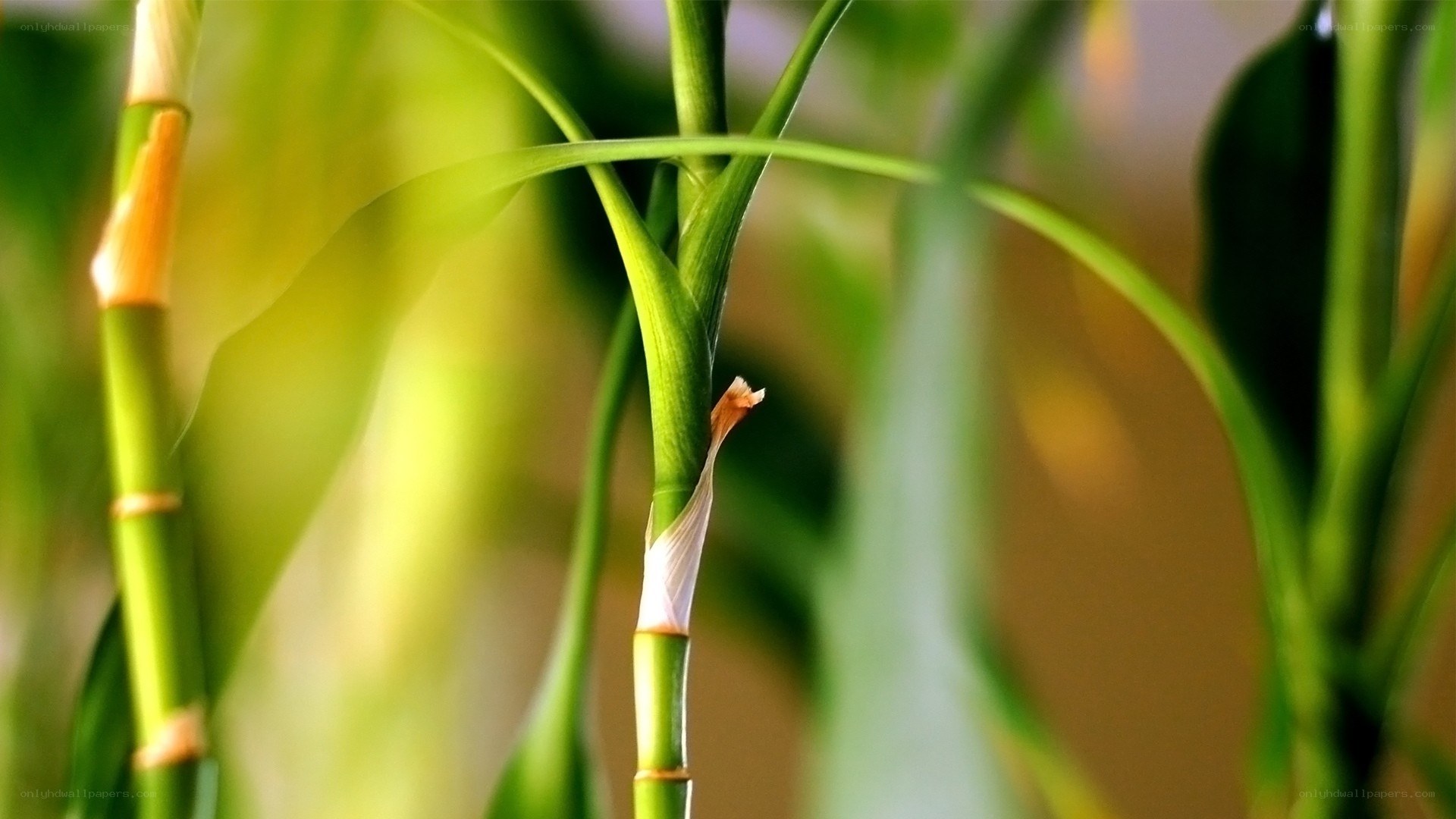 Green plant stems in sunlight