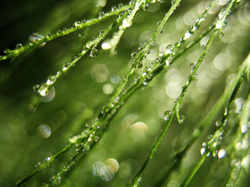 Green Plant Stems — Serene