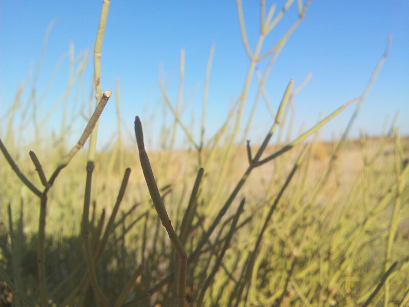 Green Plant Stems