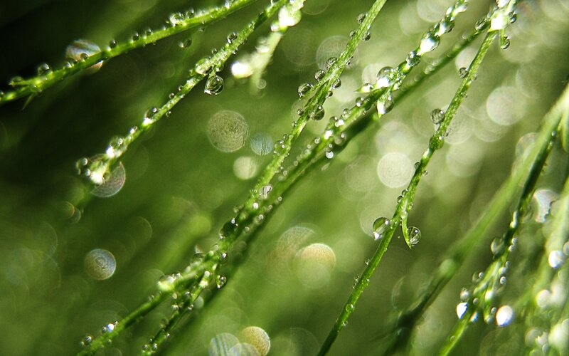 Green Plant Stems with Dew — Serene, Morning