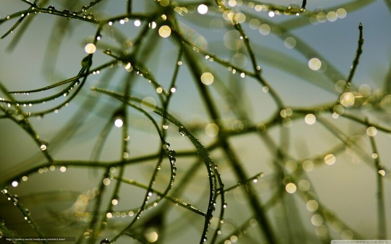 Green Plant Stems with Dew — Serene