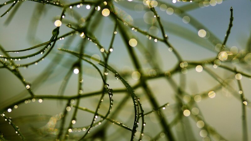 Green Plant Stems with Dew