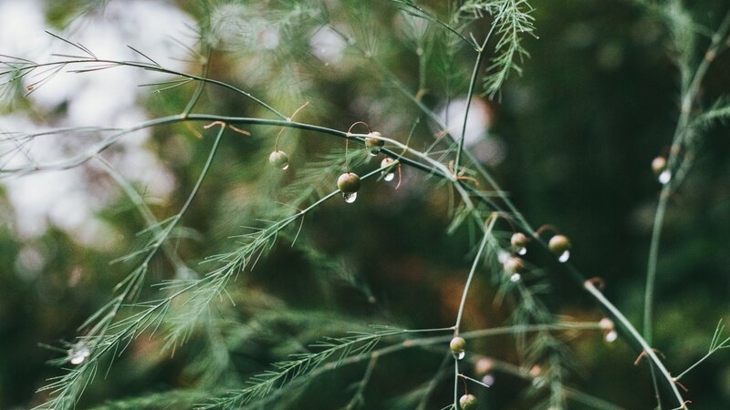 Green Plant with Berries