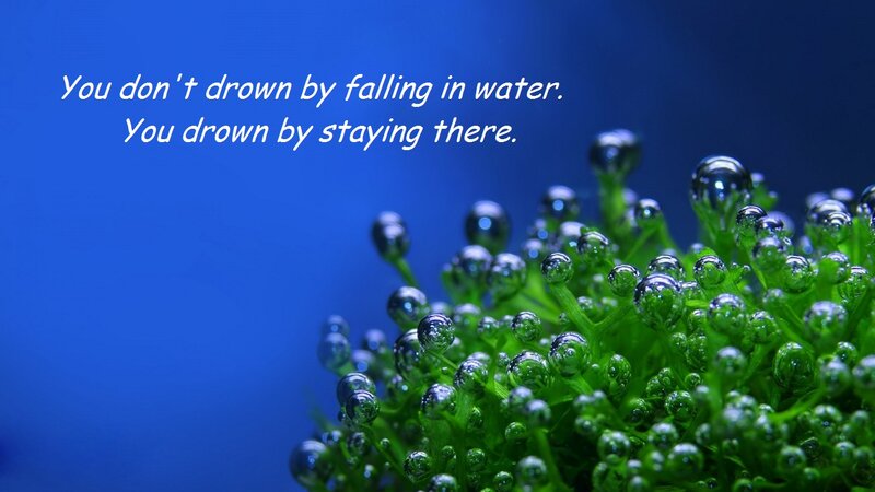Green Plant with Bubbles