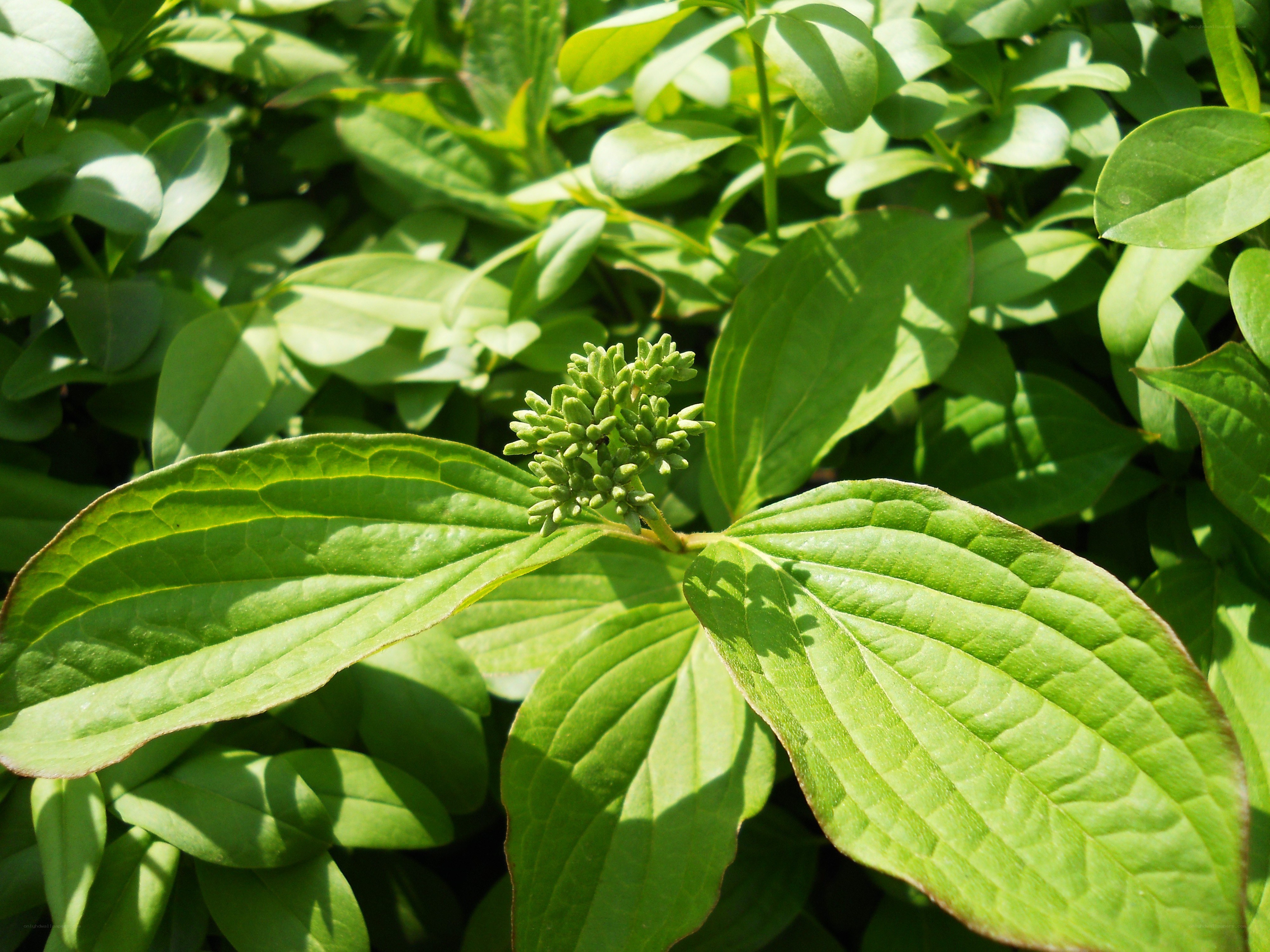 green plant with budding flowers