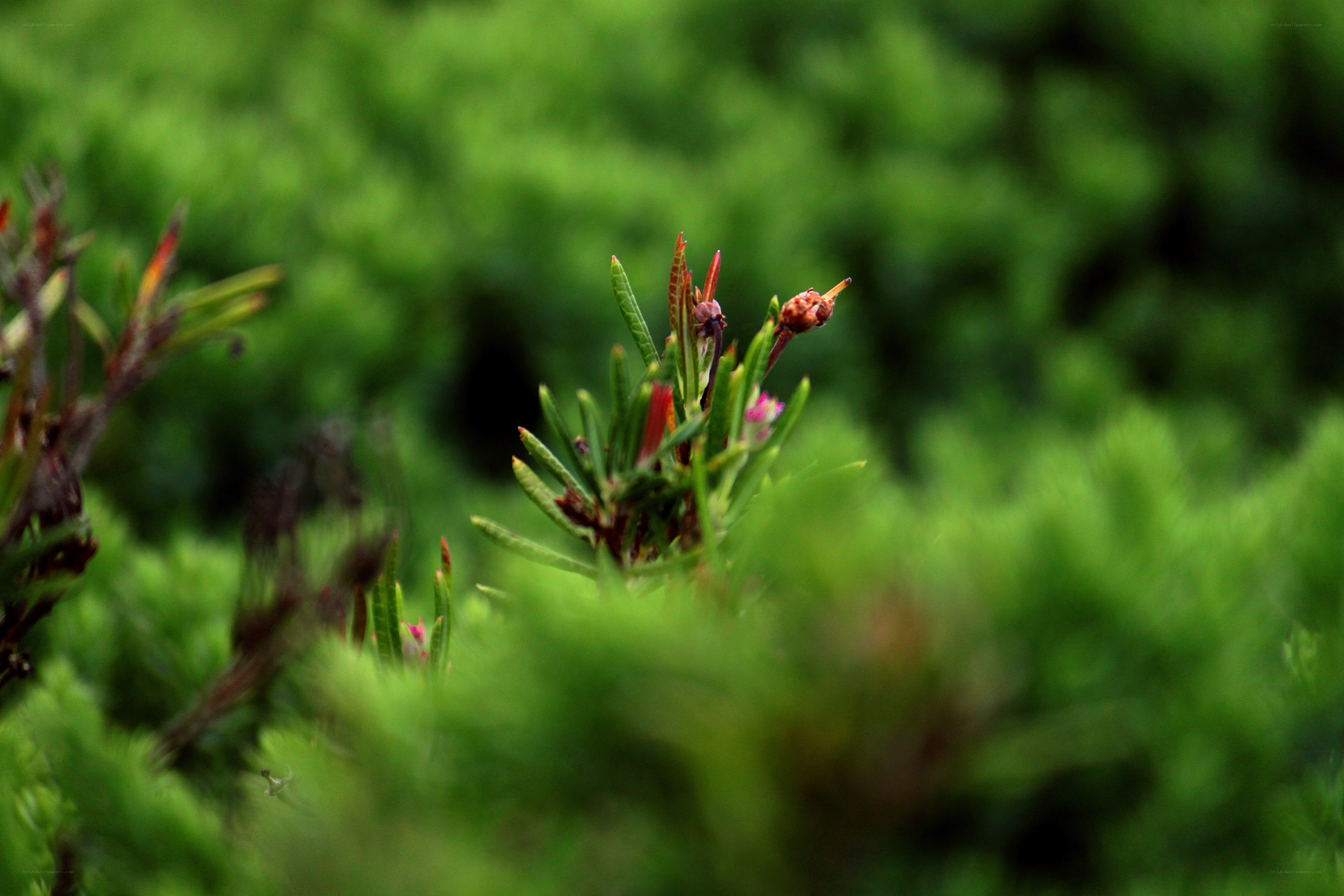 green plant with buds