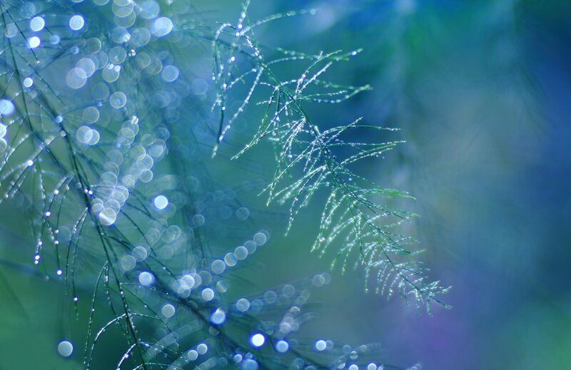 Green Plant with Dew Drops — Blue