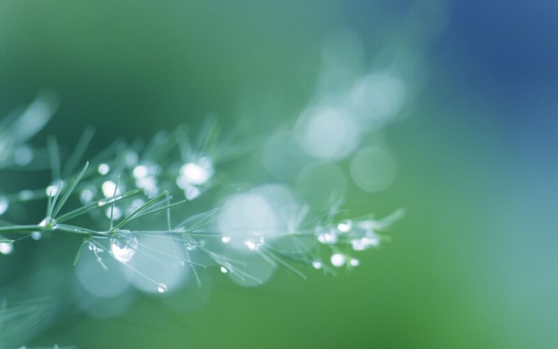Green Plant with Dew Drops — Serene
