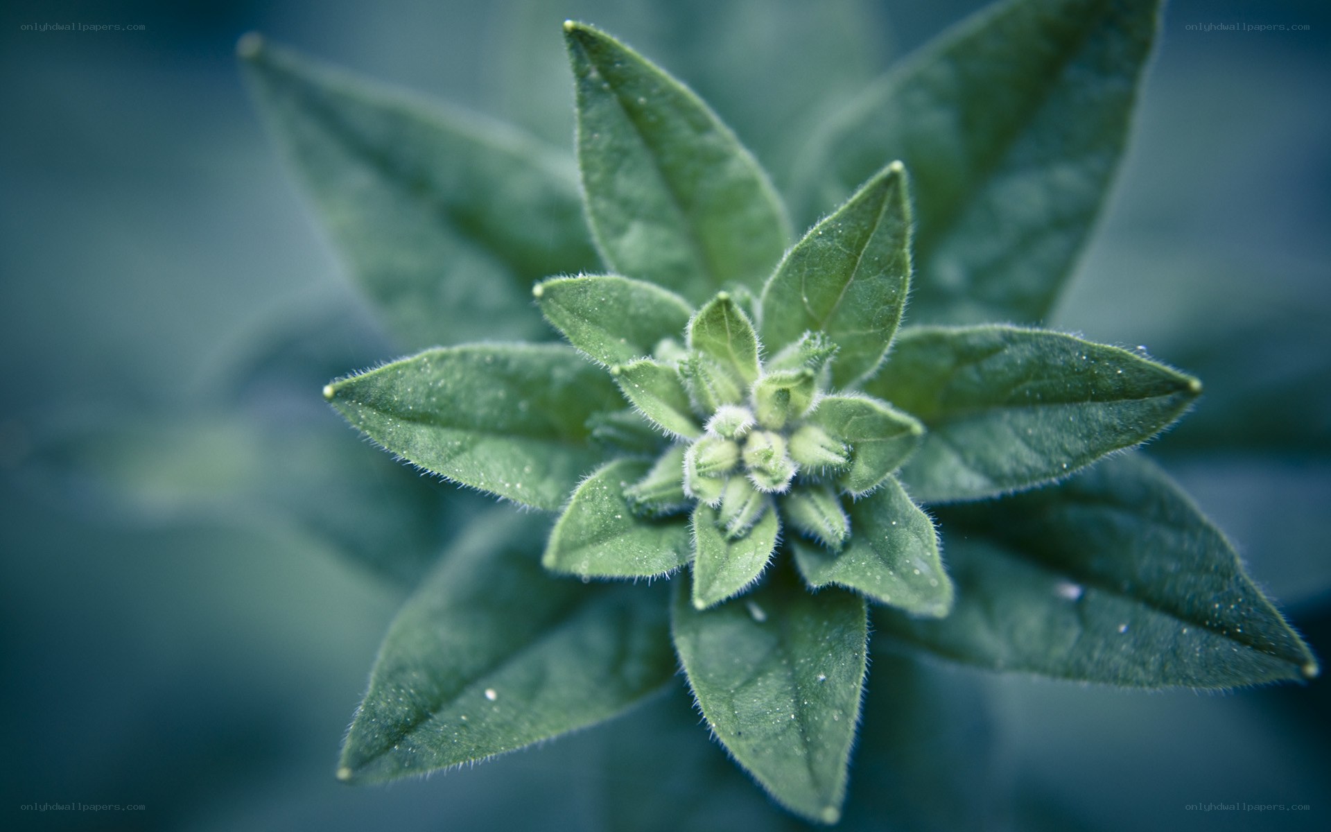 green plant with dew drops