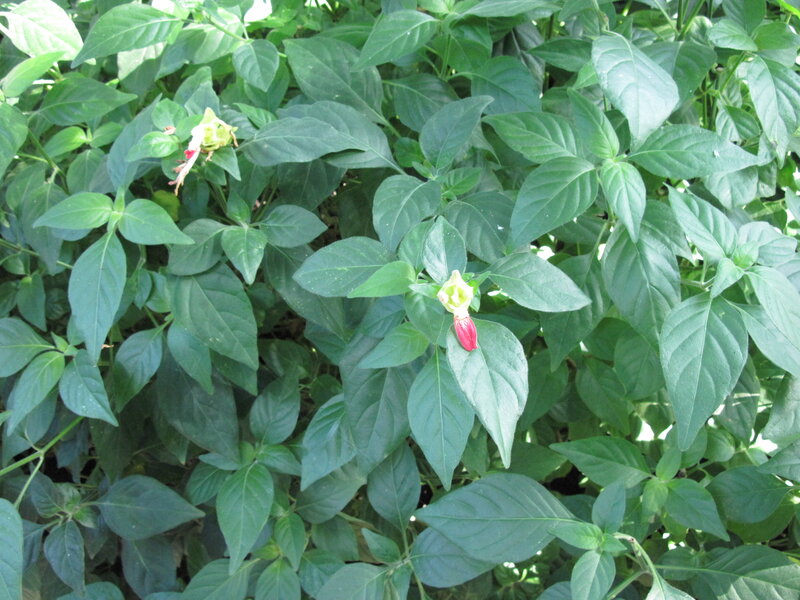 Green Plant with Flowers — Natural