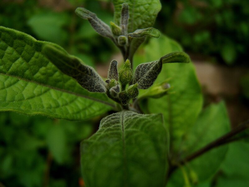 green plant with fuzzy leaves
