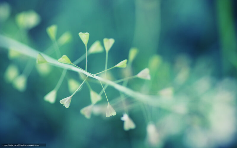 Green plant with heart-shaped leaves