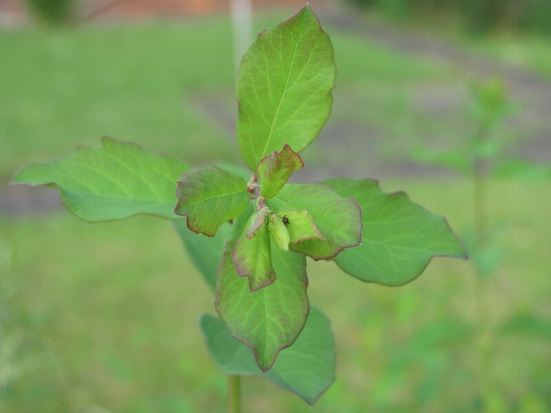 green plant with insect