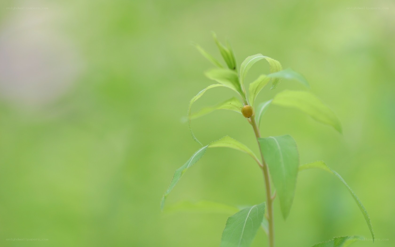green plant with ladybug