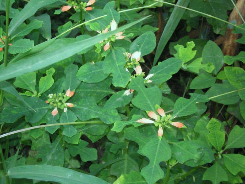 green plant with orange flowers