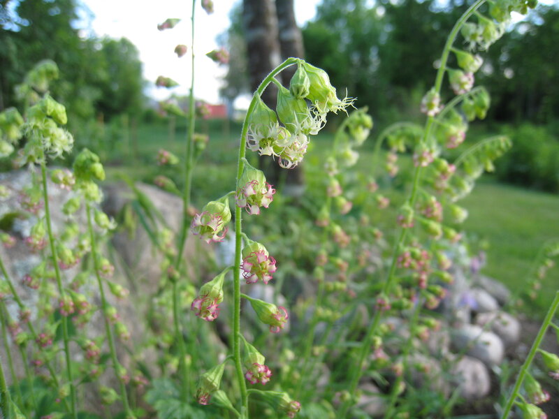 Green Plant with Pink Flowers — Serene