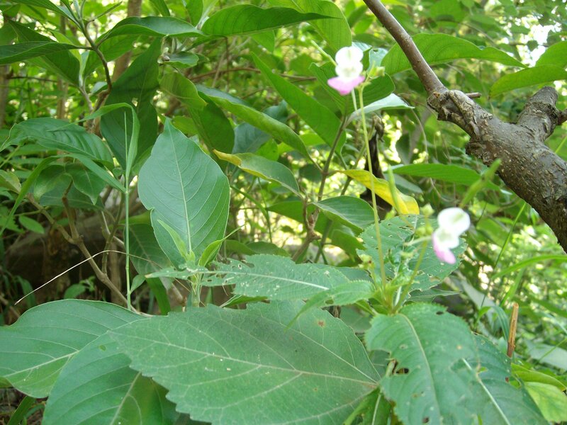 green plant with pink flowers