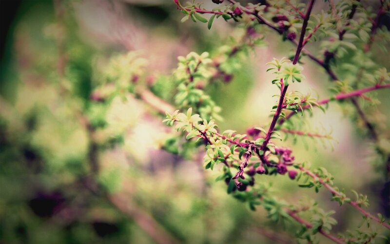 Green Plant with Purple Buds — Serene