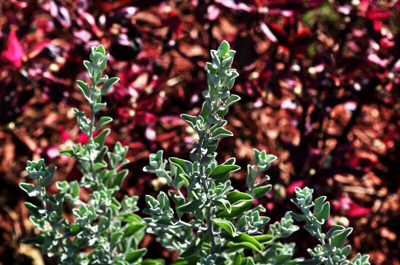 green plant with red background