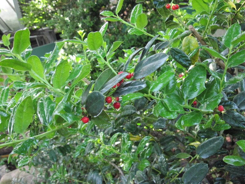 Green Plant with Red Berries