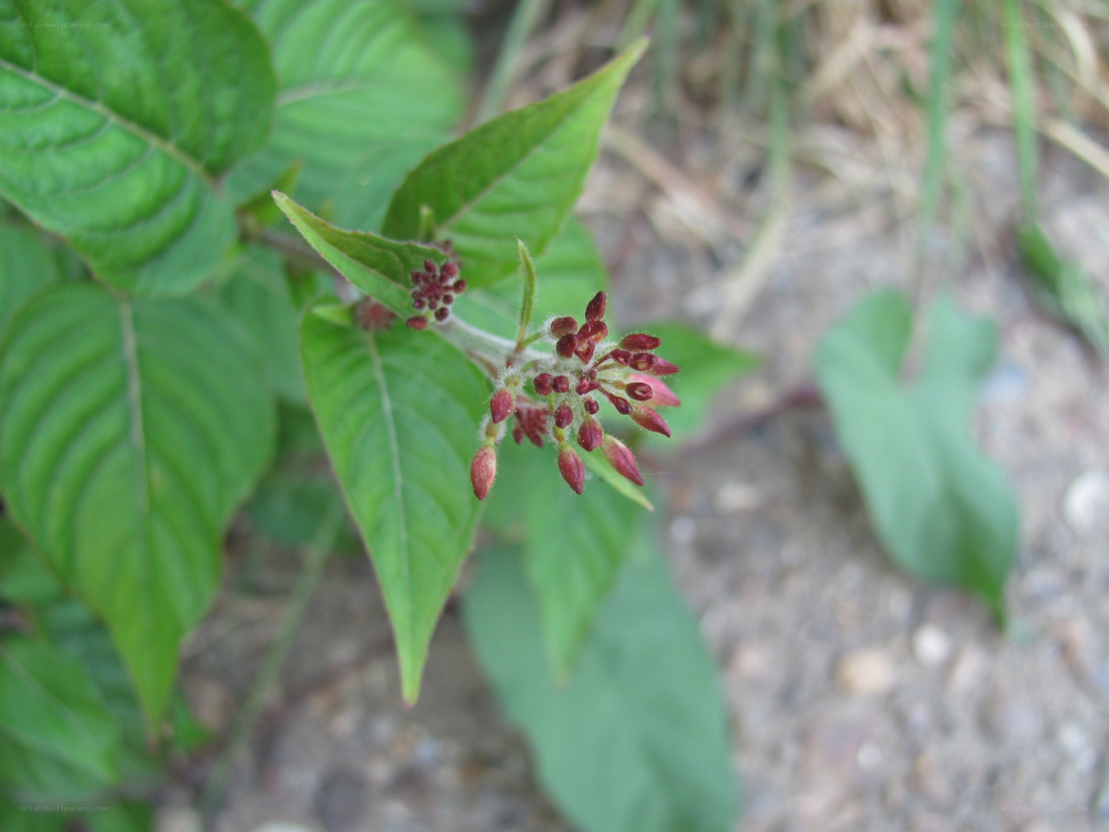 green plant with red buds