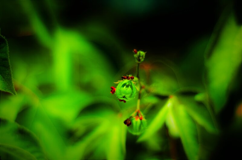 Green Plant with Red Buds — Natural
