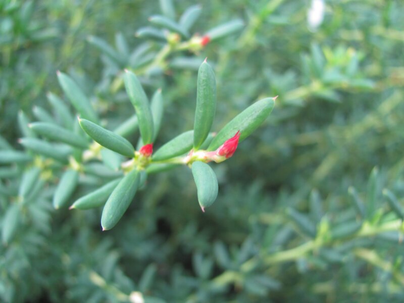 green plant with red buds