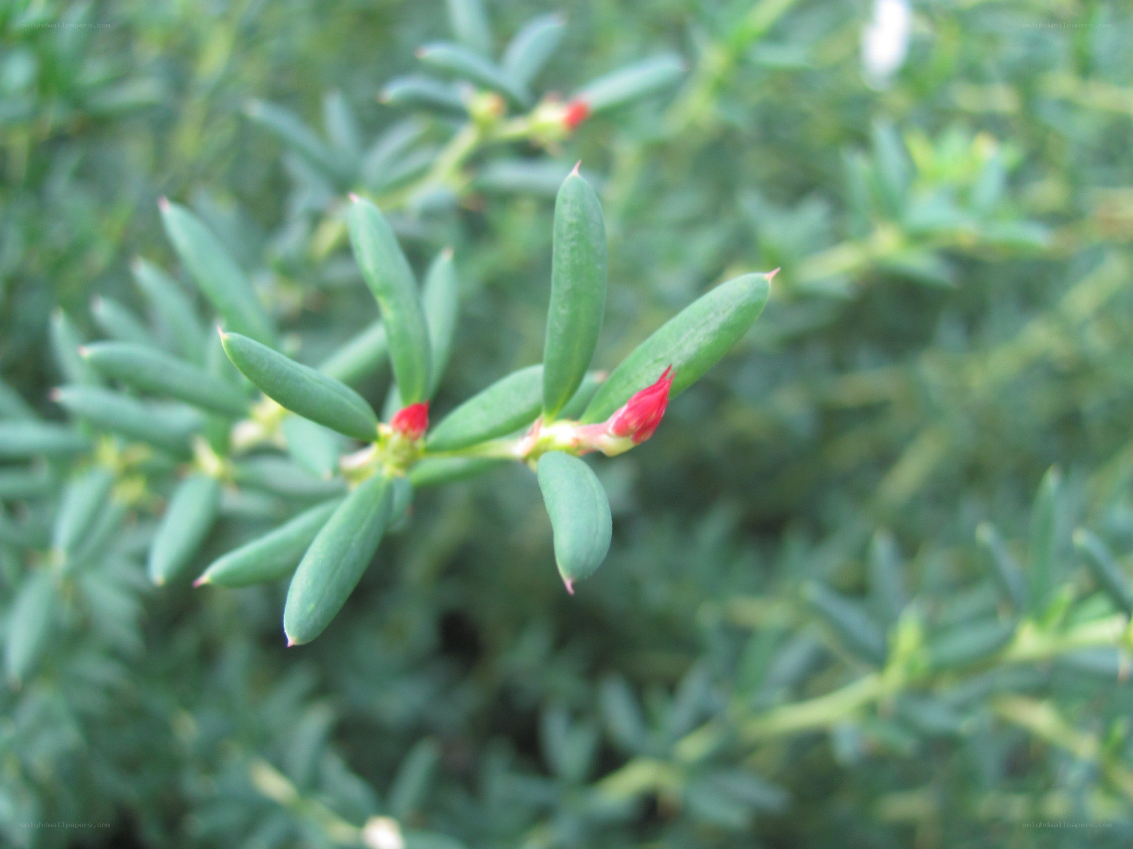 green plant with red buds