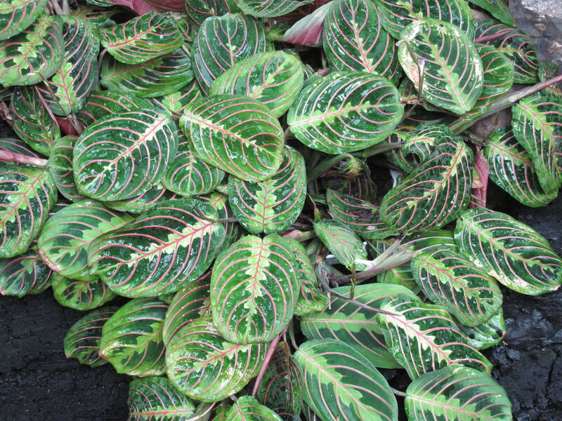 Green Plant with Red Veins