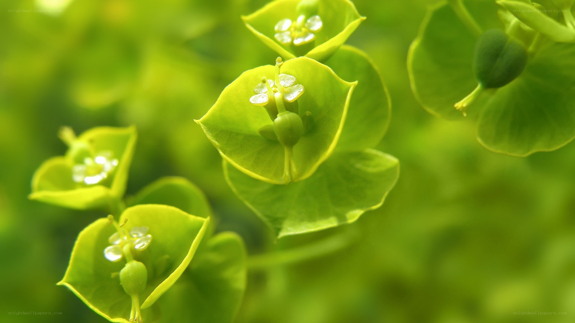 green plant with small flowers