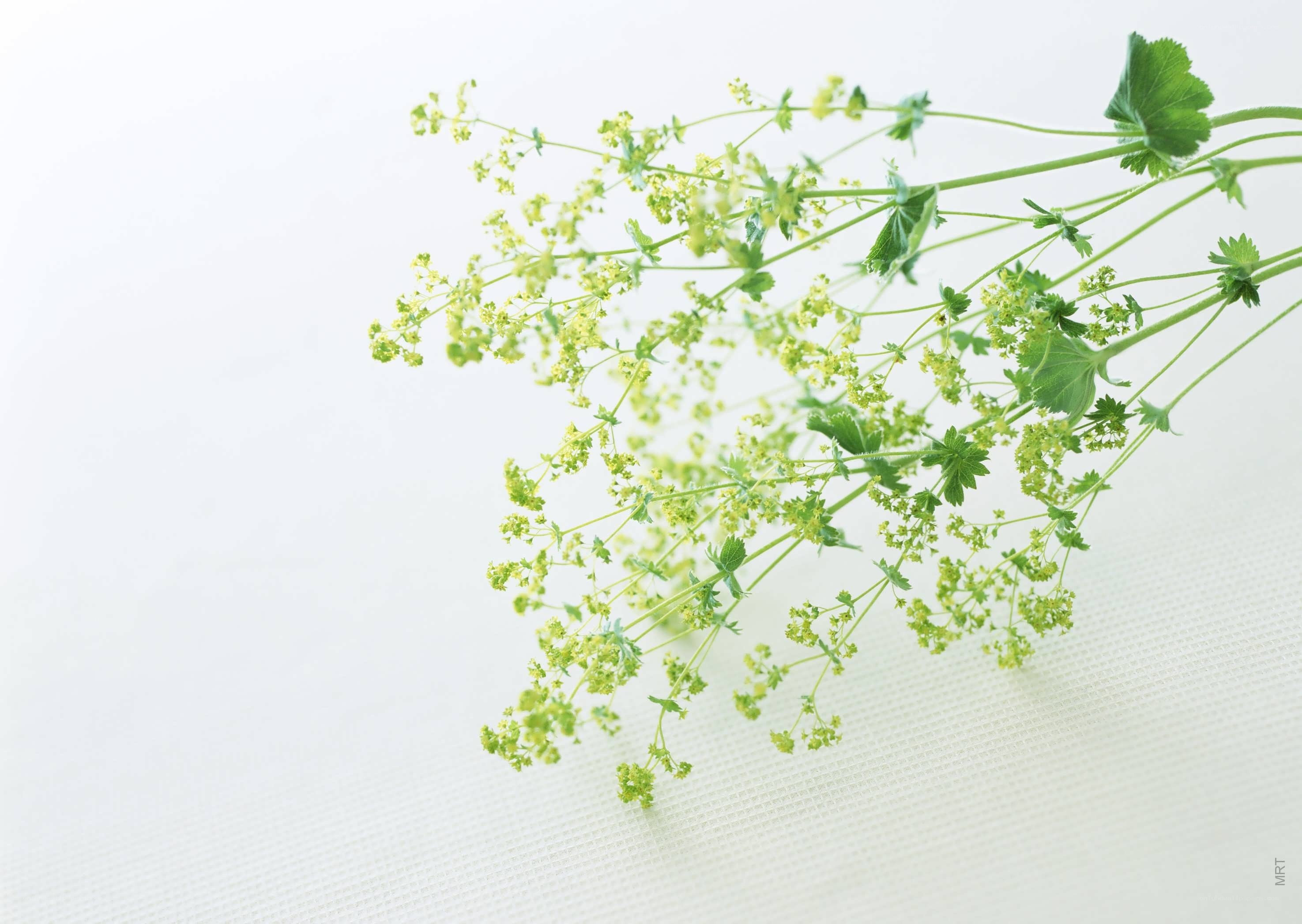 green plant with small flowers