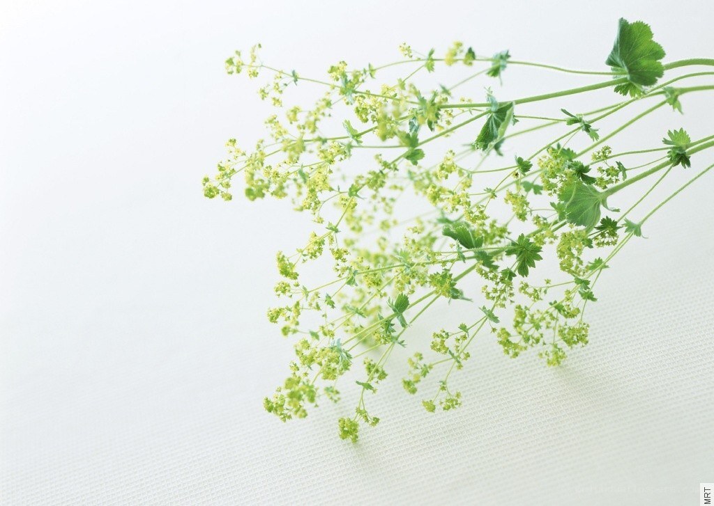green plant with small flowers