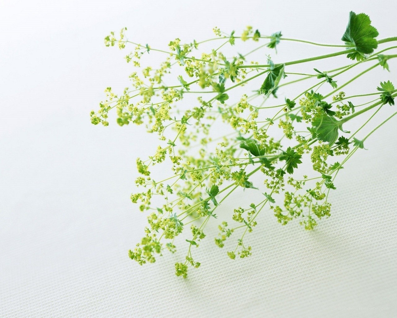 green plant with small flowers