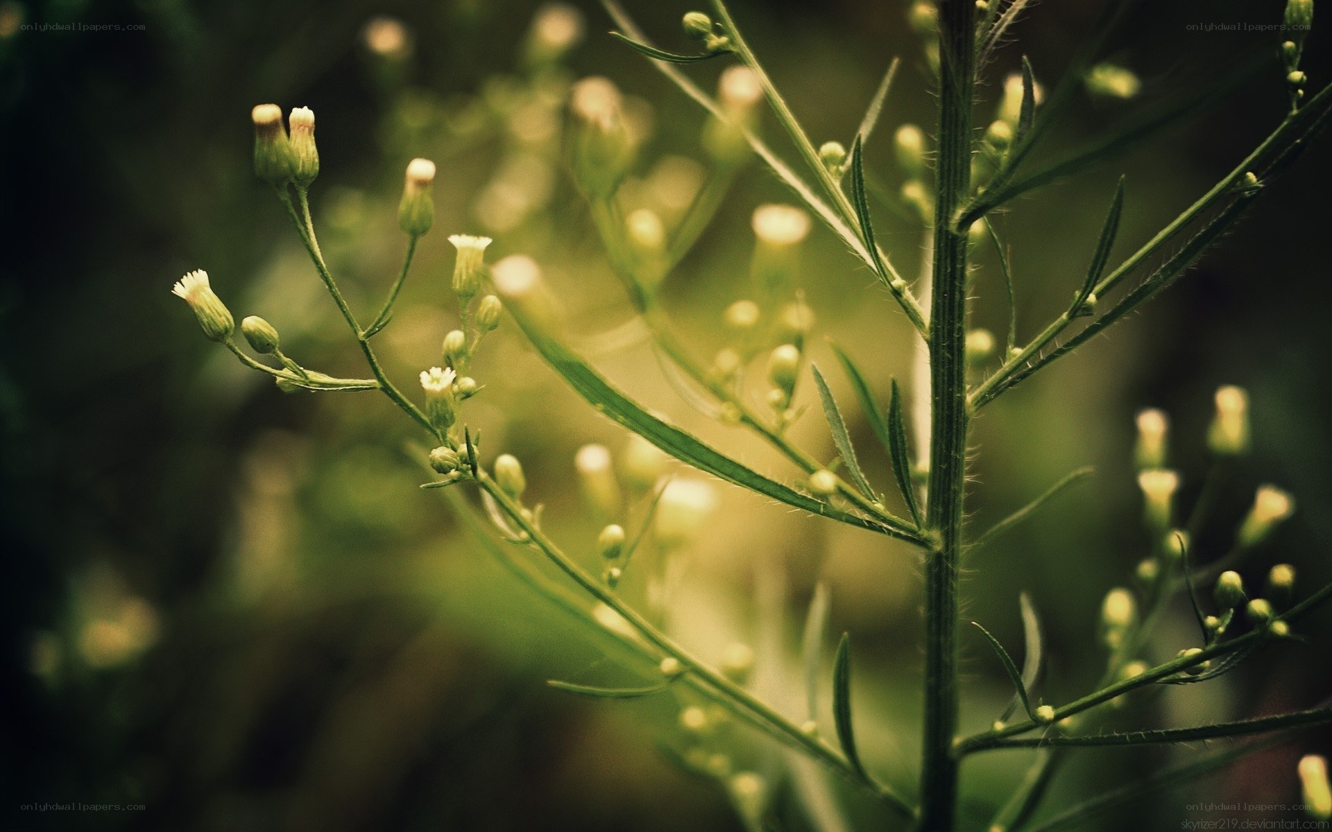 green plant with small flowers