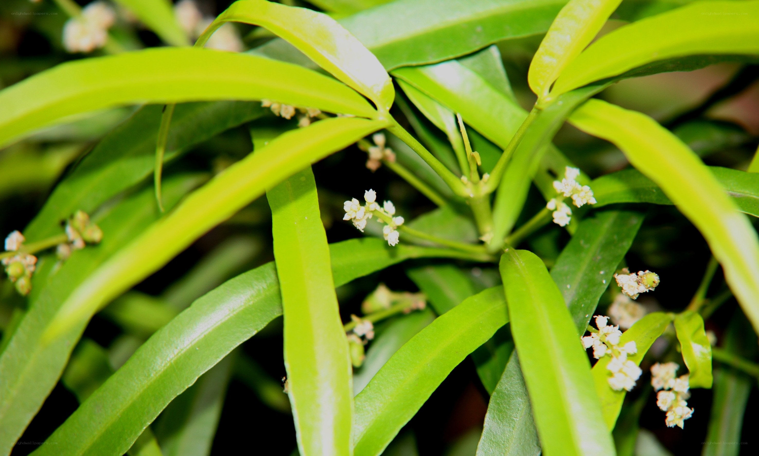 green plant with small white flowers