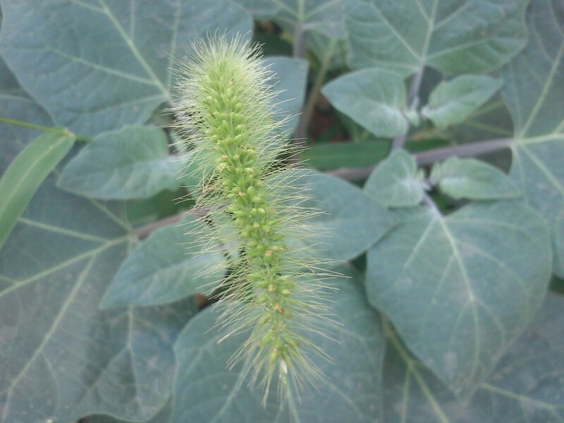 green plant with spiky flower