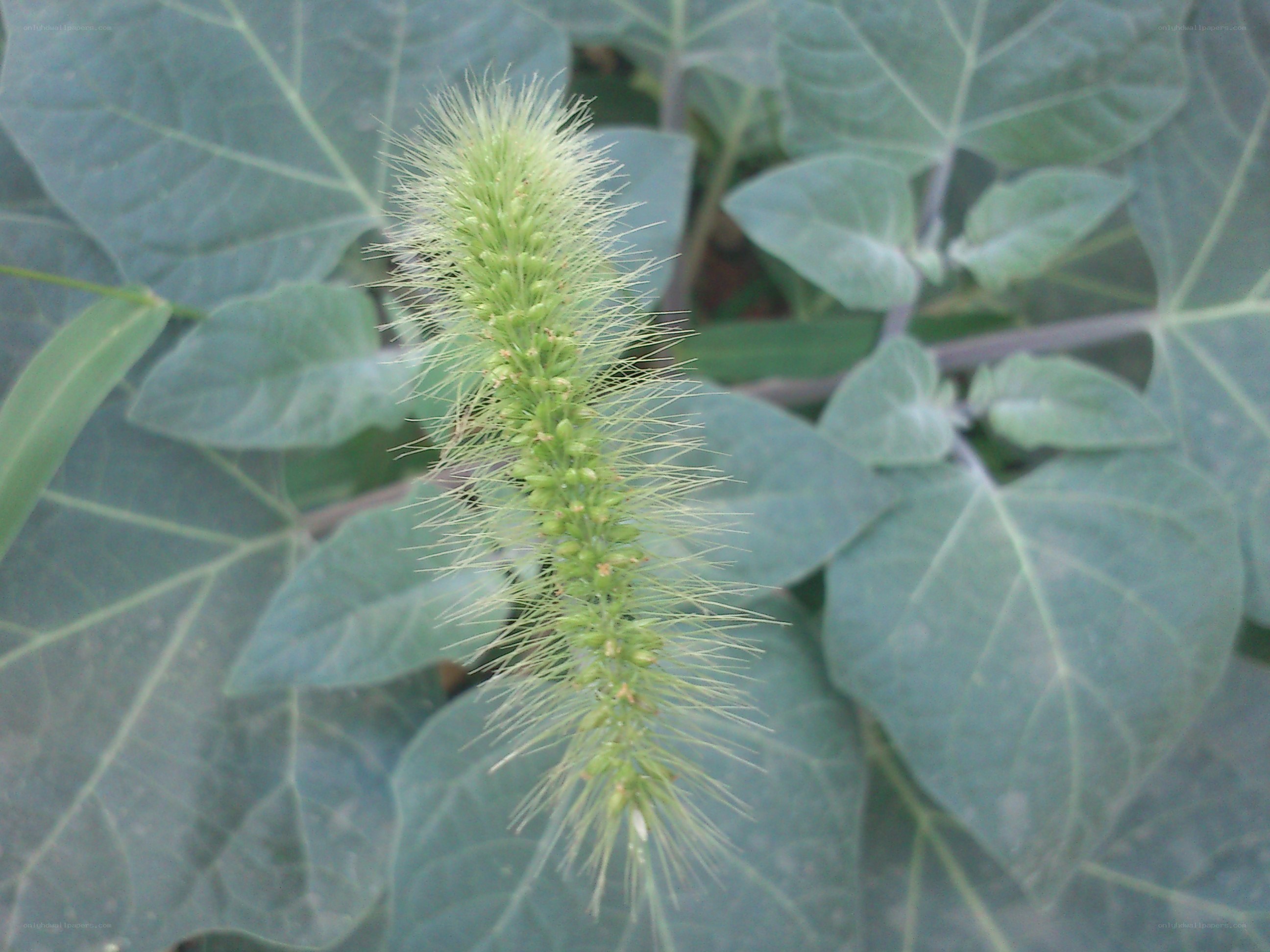 green plant with spiky flower
