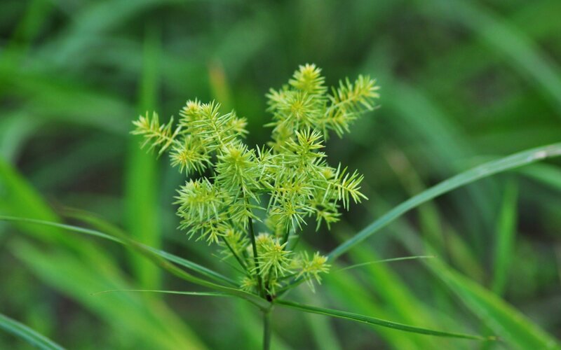 green plant with spiky flowers